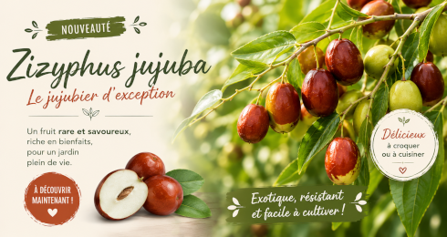 jujube